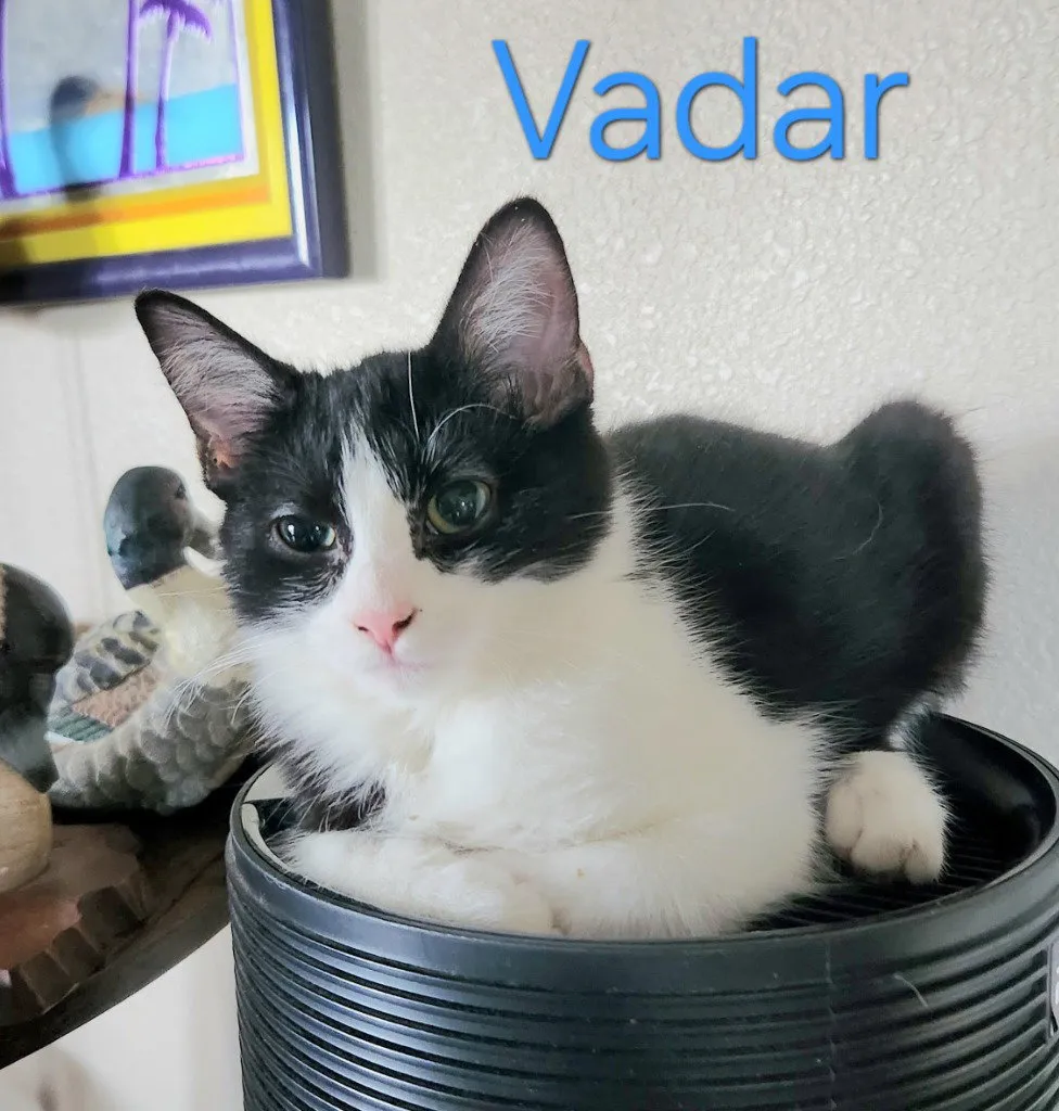 Vadar - Photo 1
