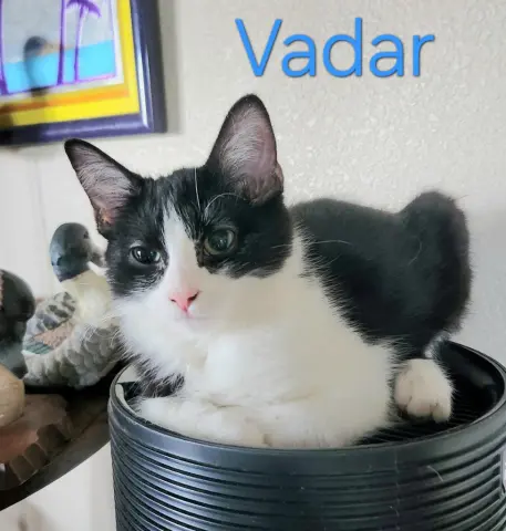 Vadar