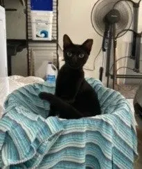 Jett