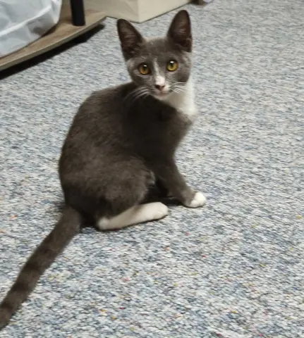 Simon
