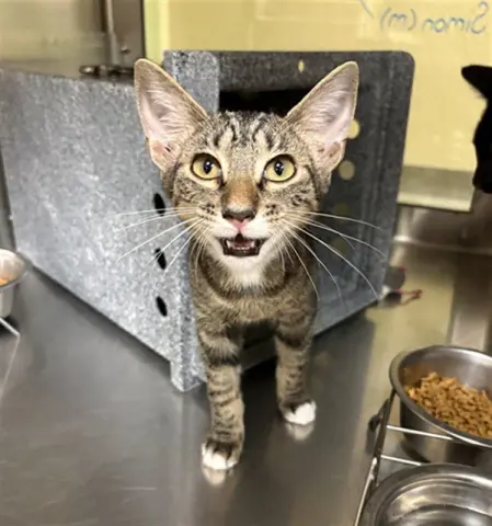 Simon