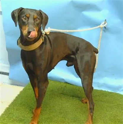 Rex - Photo 1