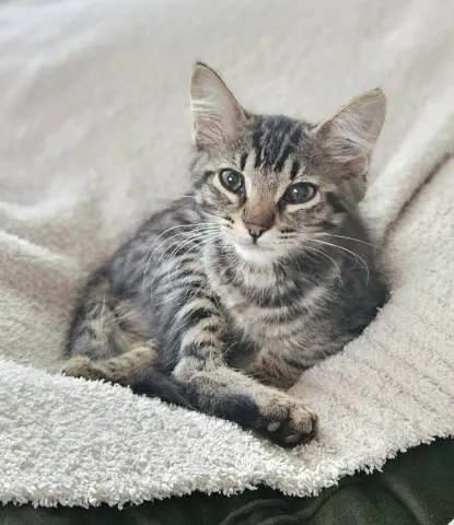 Dylan