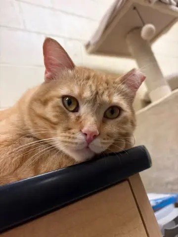Marmalade