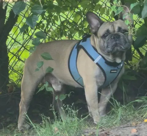 Diego