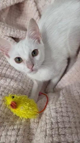 Esme
