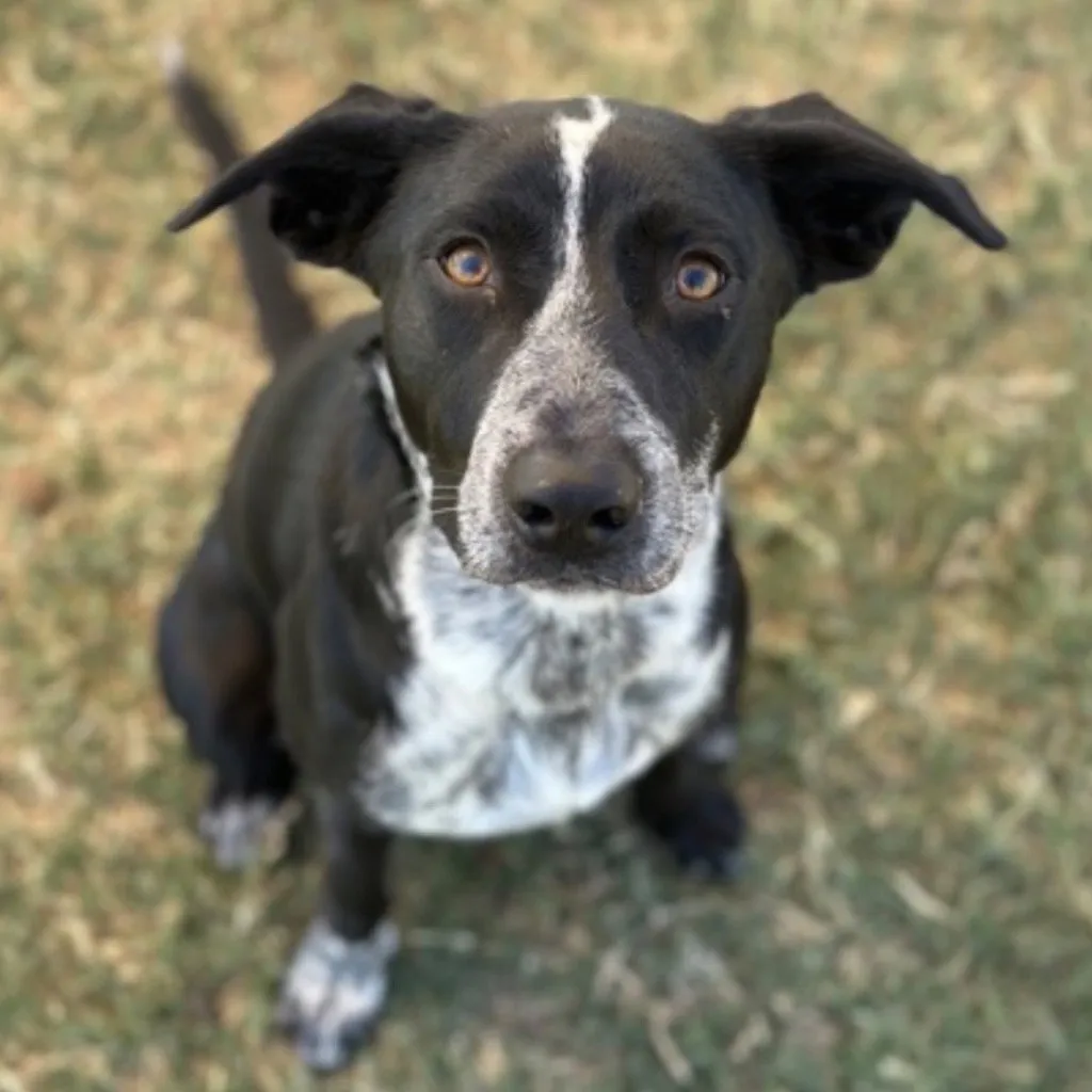 Duke - Photo 1