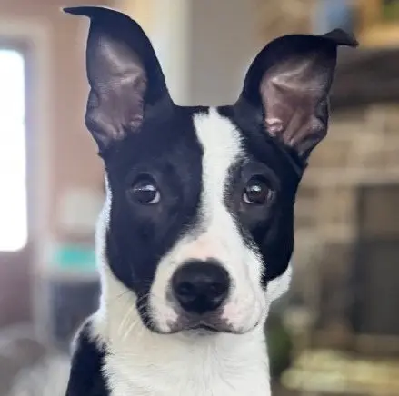 Josh