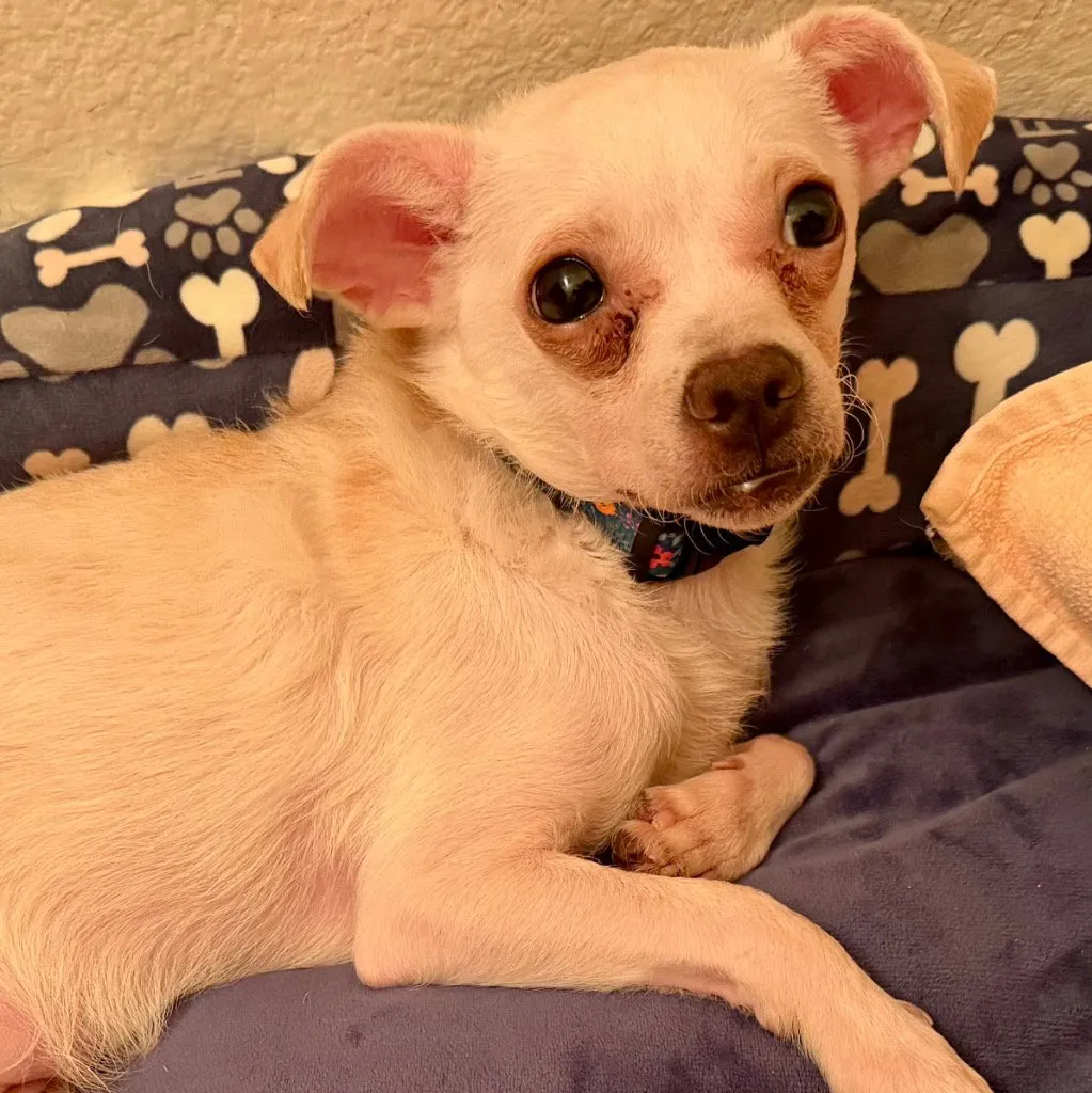 Peanut - Photo 1