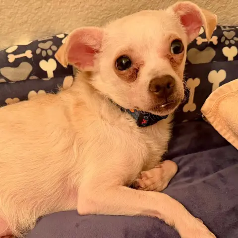 Peanut