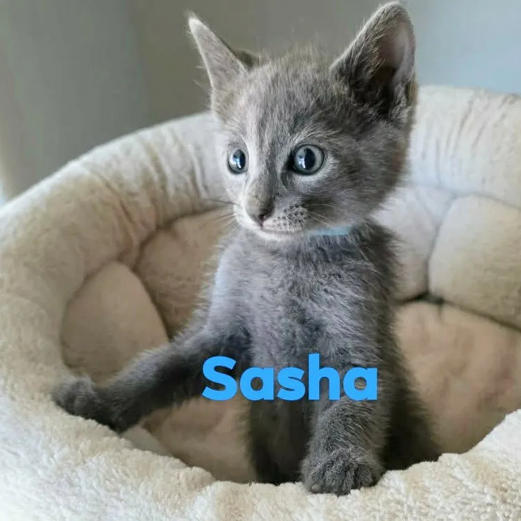 Sasha - Photo 1