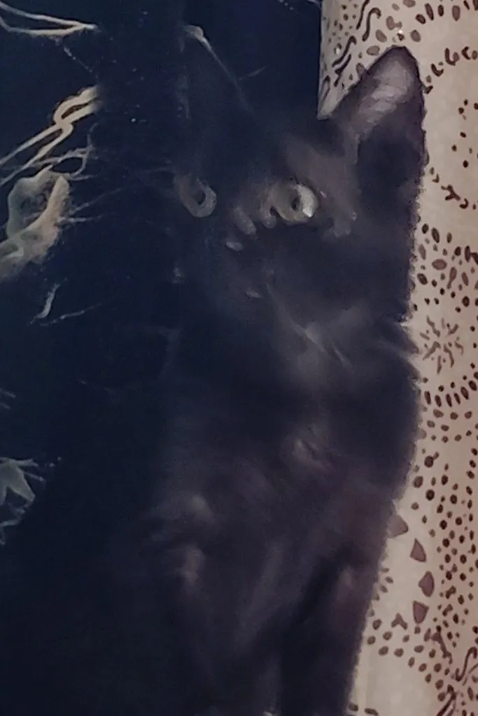Olive - Photo 1