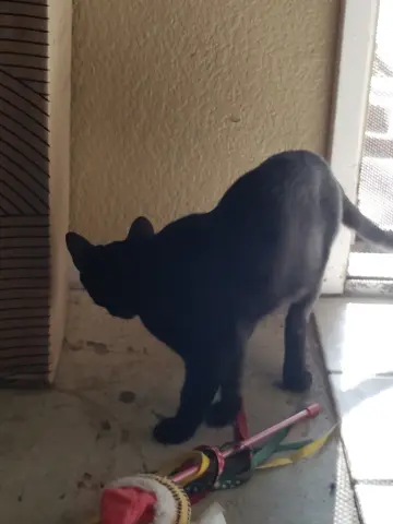 Shadow