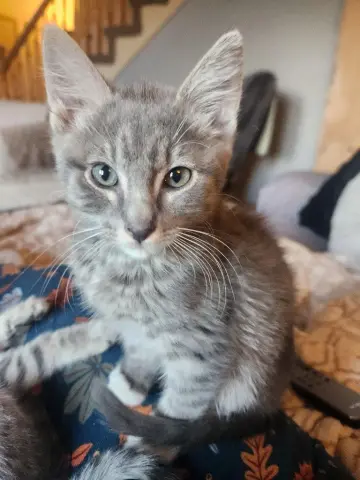 Yoshi