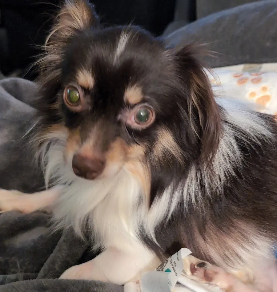Joey - Photo 1