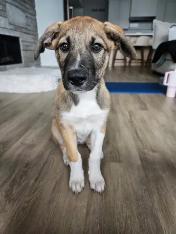 Keegan