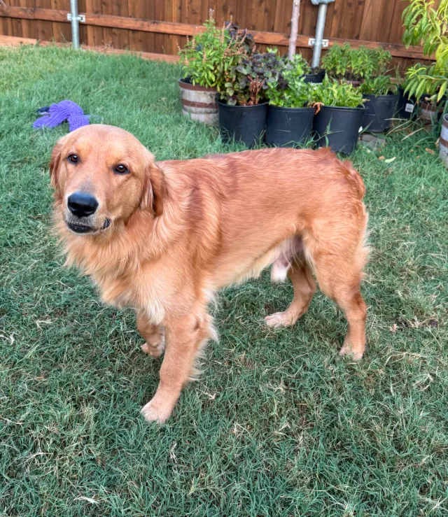 Charlie - Photo 1