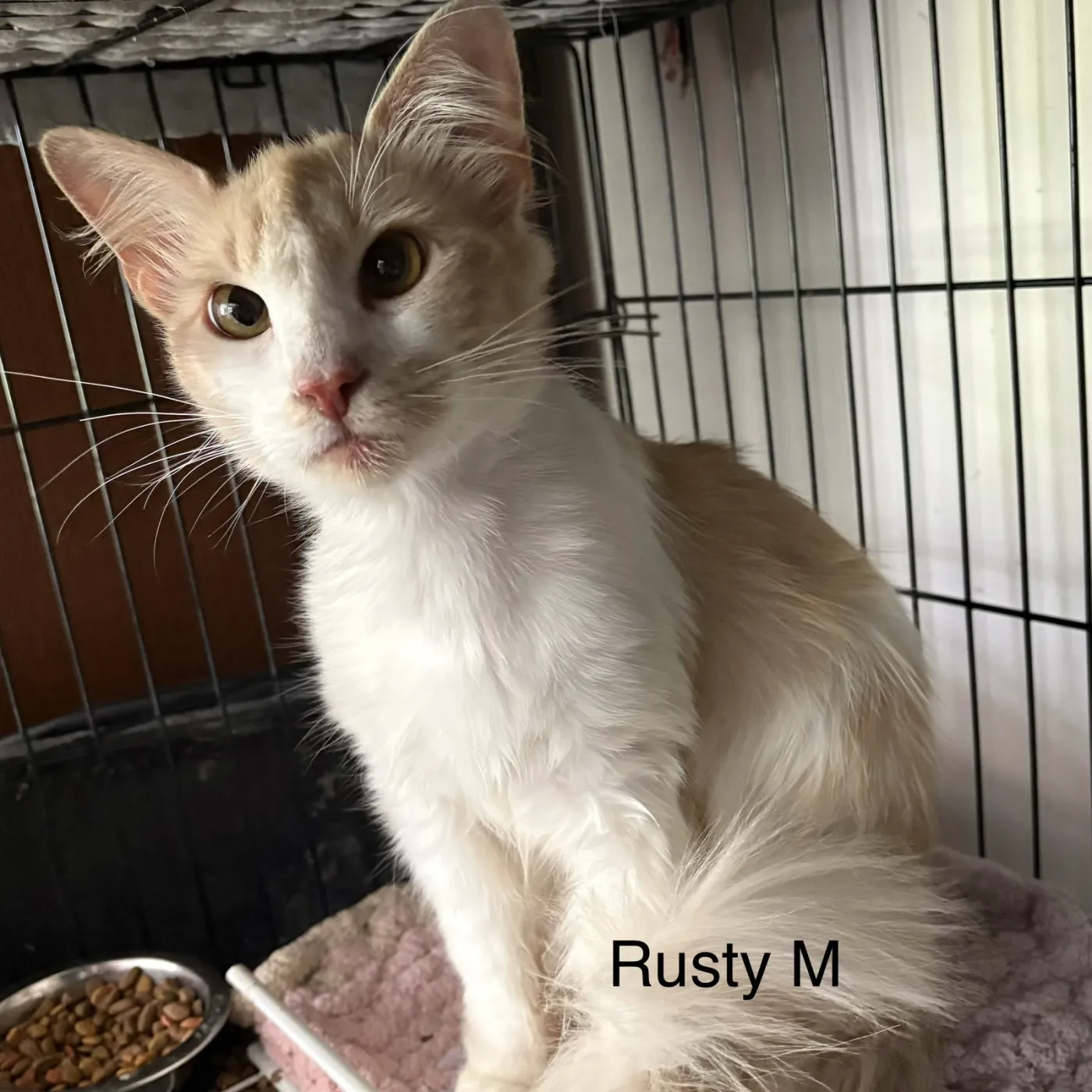 Rusty - Photo 1