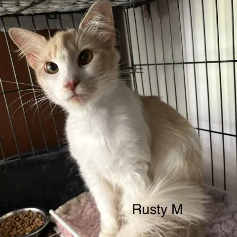 Rusty