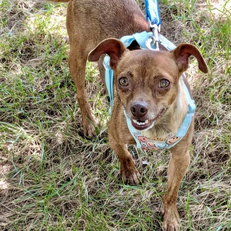 Roxy - Photo 1