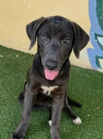 Fiona
