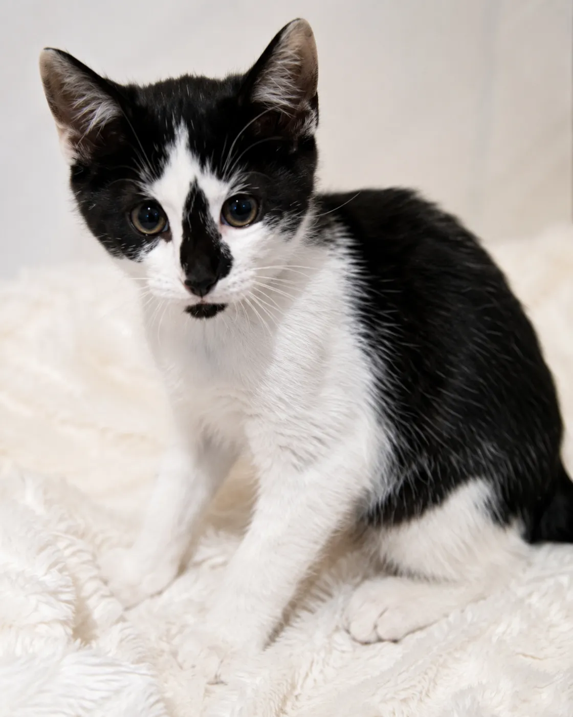 Loki - Photo 1