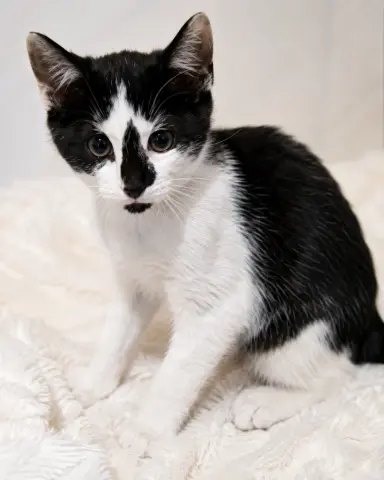 Loki