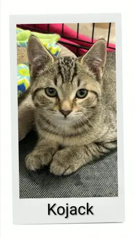 Kojack