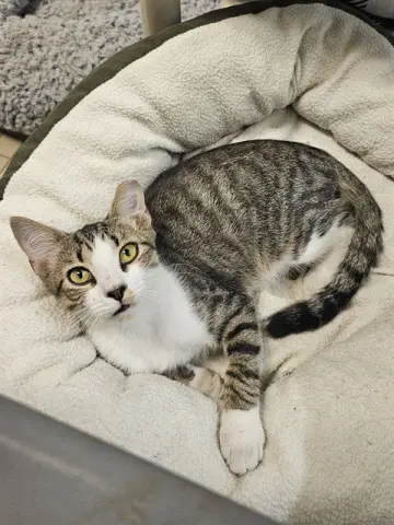 Elbert