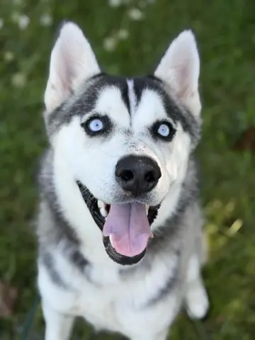 Goofus McDoofus