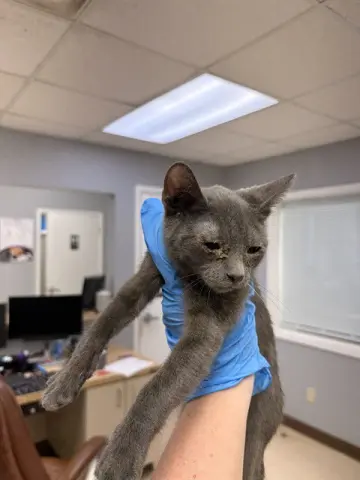 Bongo