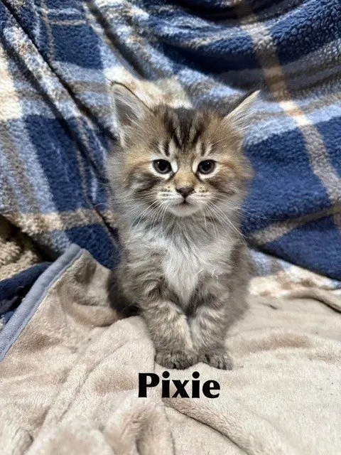 Pixie - Photo 1