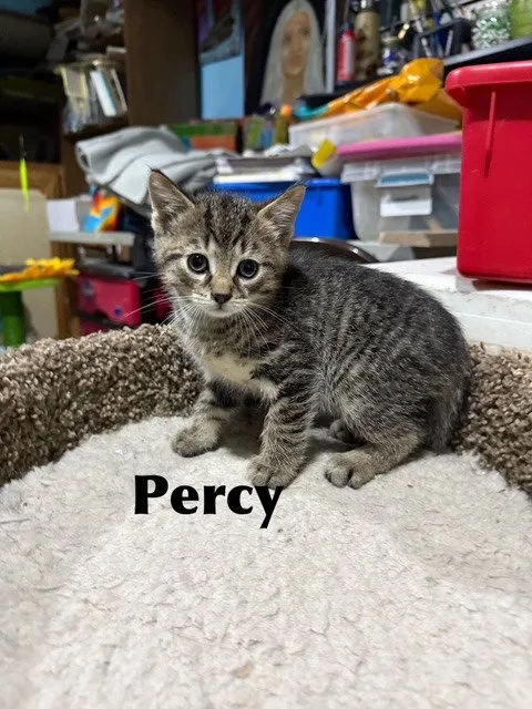 Percy - Photo 1