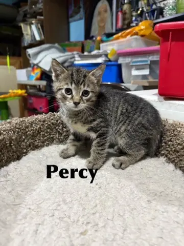 Percy