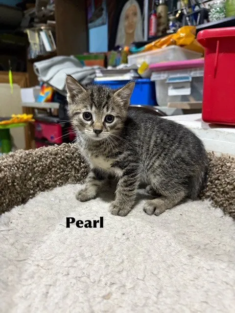Pearl - Photo 1