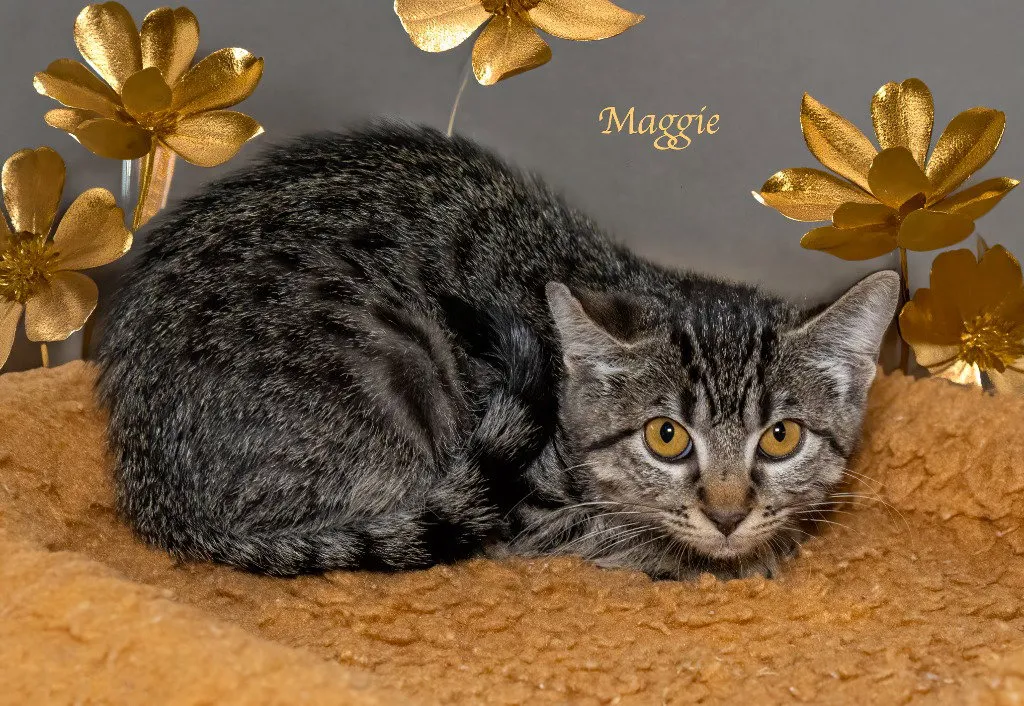 Maggie - Photo 1