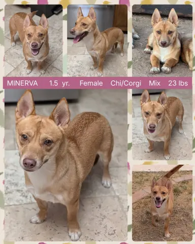 Minerva