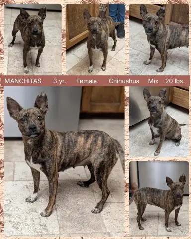 Manchitas