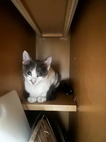 Spot
