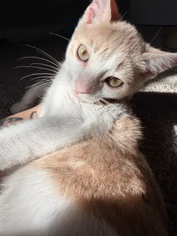 Suki