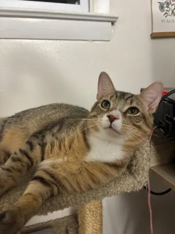 Tippy