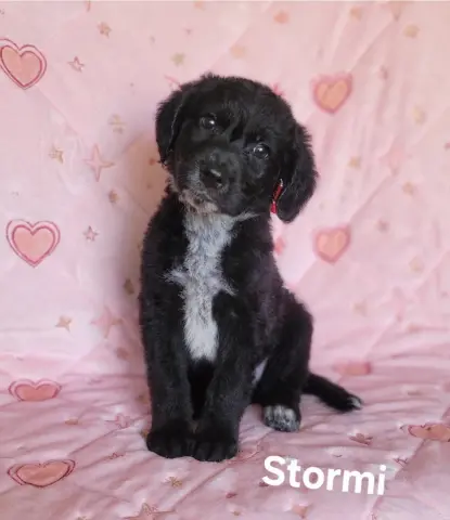 Stormi