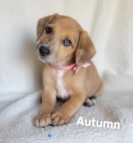 Autumn
