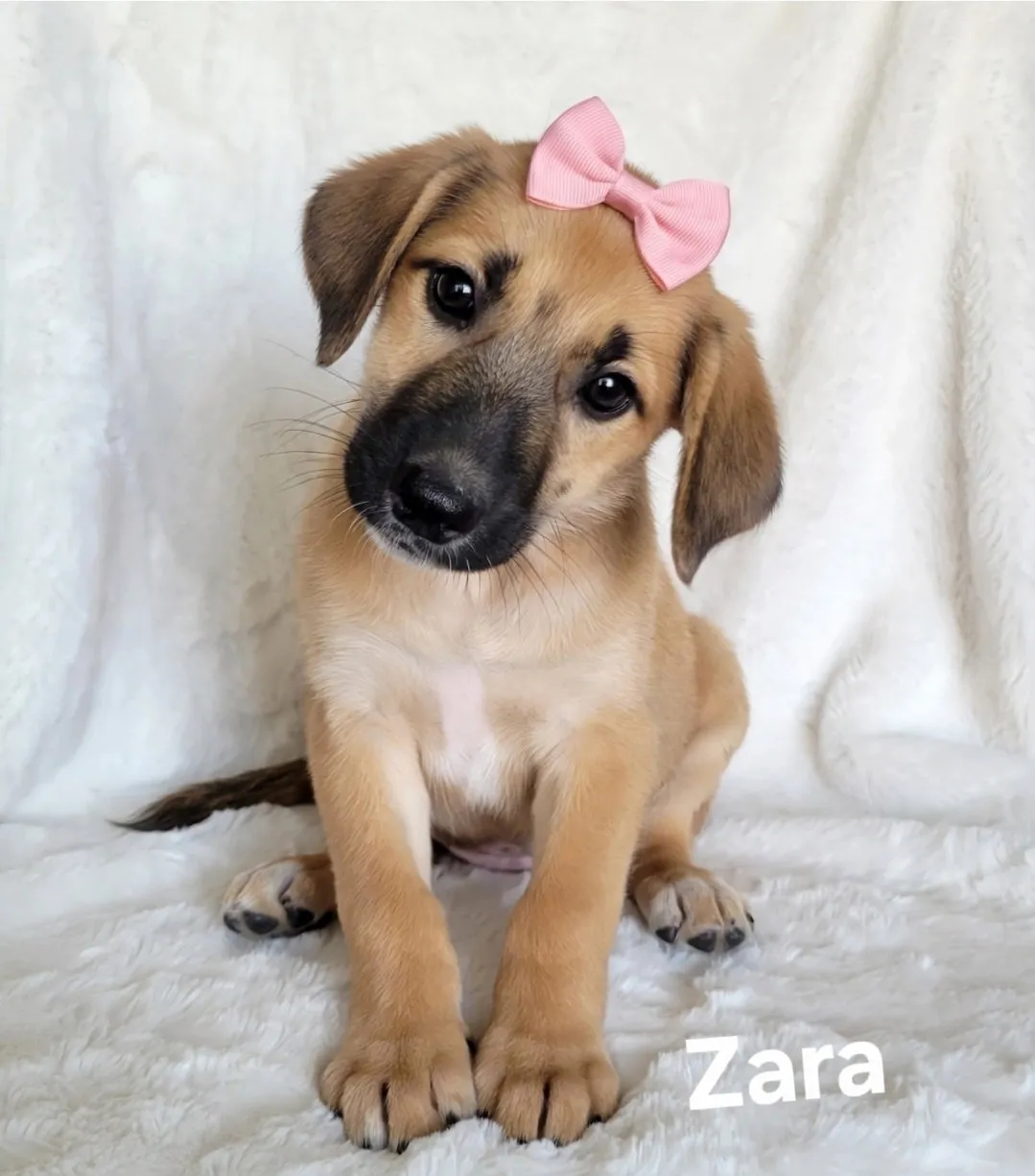 Zara - Photo 1