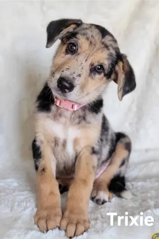 Trixie