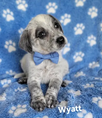 Wyatt