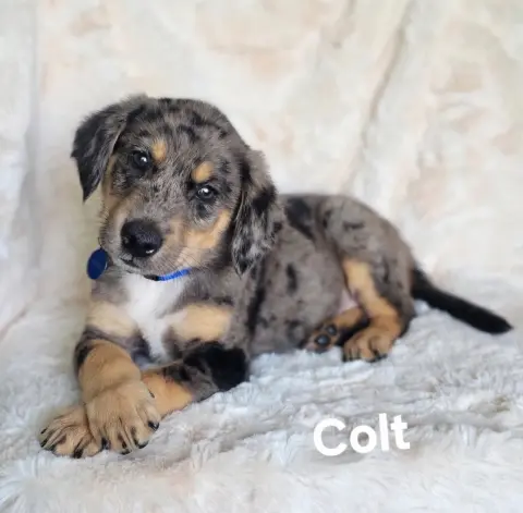 Colt