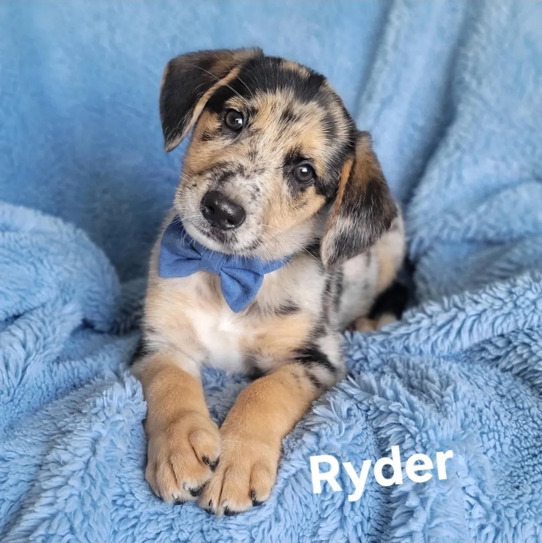 Ryder - Photo 1