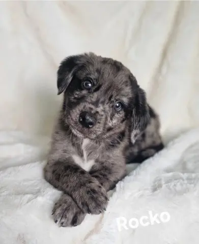 Rocko