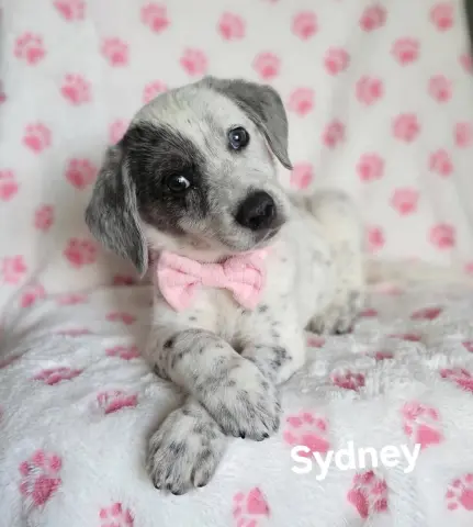 Sydney